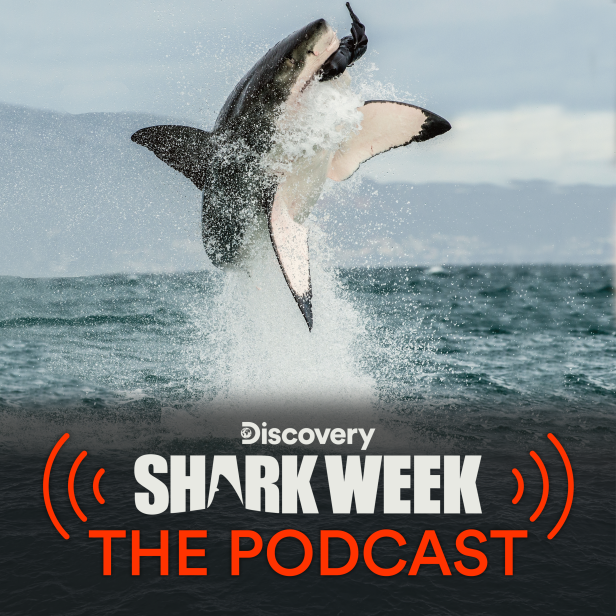 Listen to Shark Week The Podcast The Latest Shark Week 2024 News on